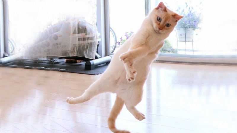 Смешные коты и кошки до слёз