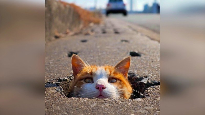 Коты до слез