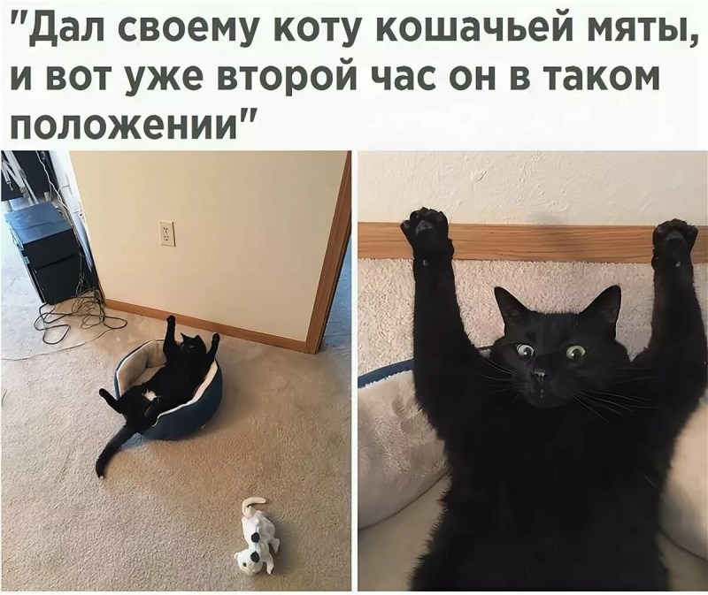 Прикольные коты с надписями до слез