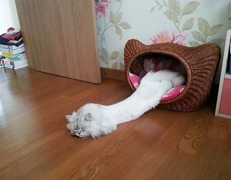 Коты приколы смешно до слёз
