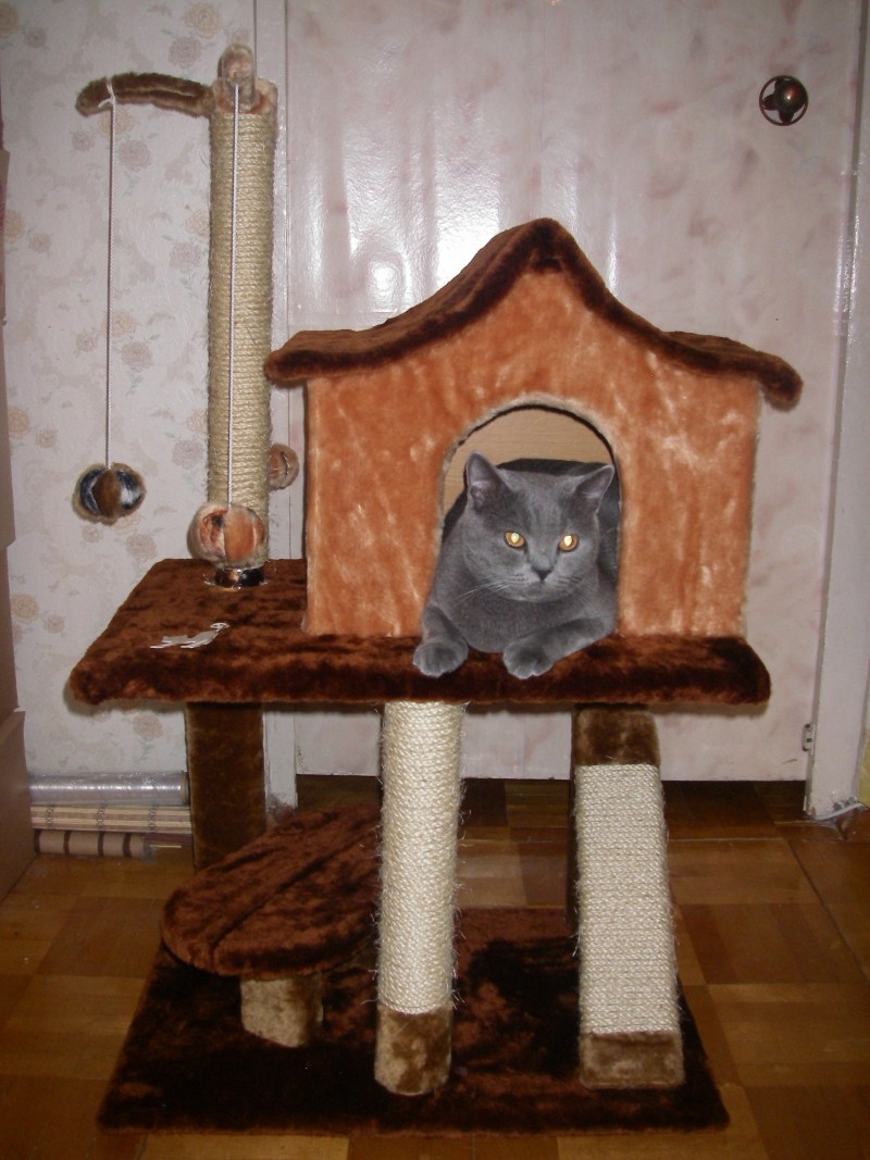 Домики для кошек вислоухих
