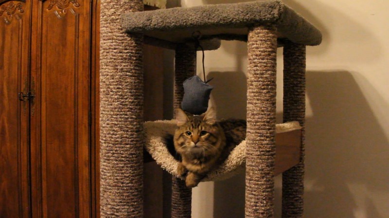 Кошкин дом для Мейн куна