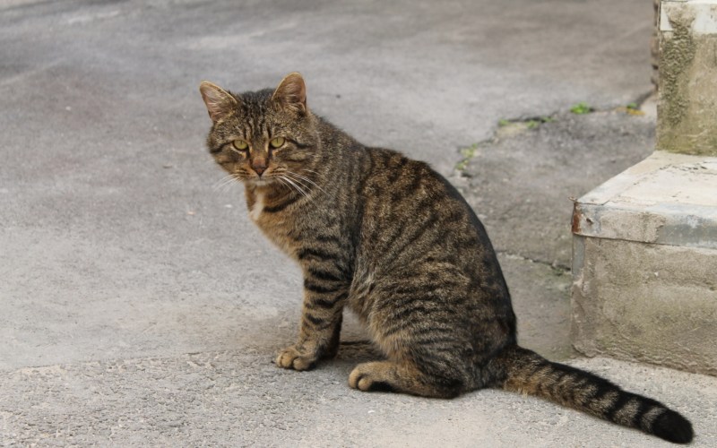 Полосатые коты