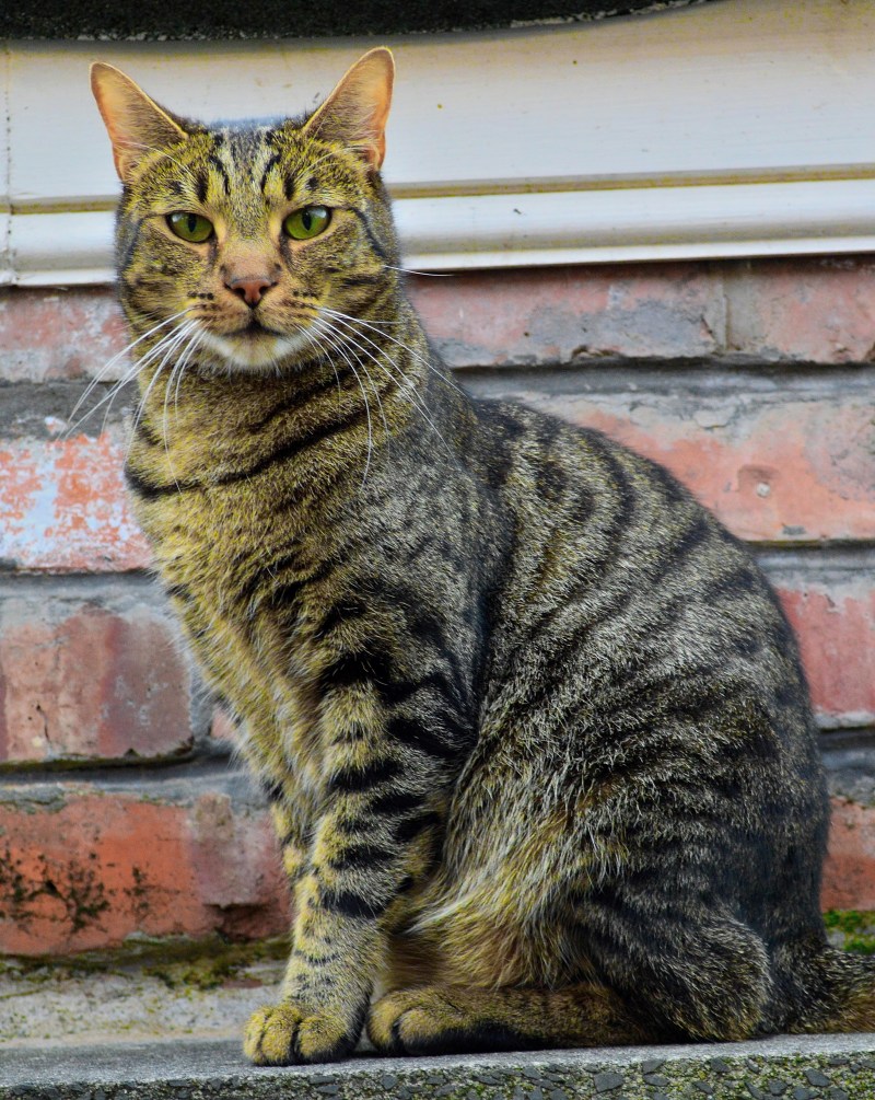 Европейская короткошерстная кошка табби
