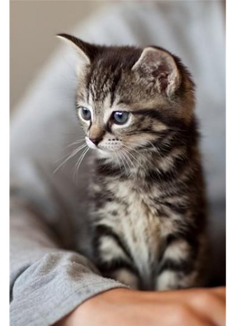 Котята табби