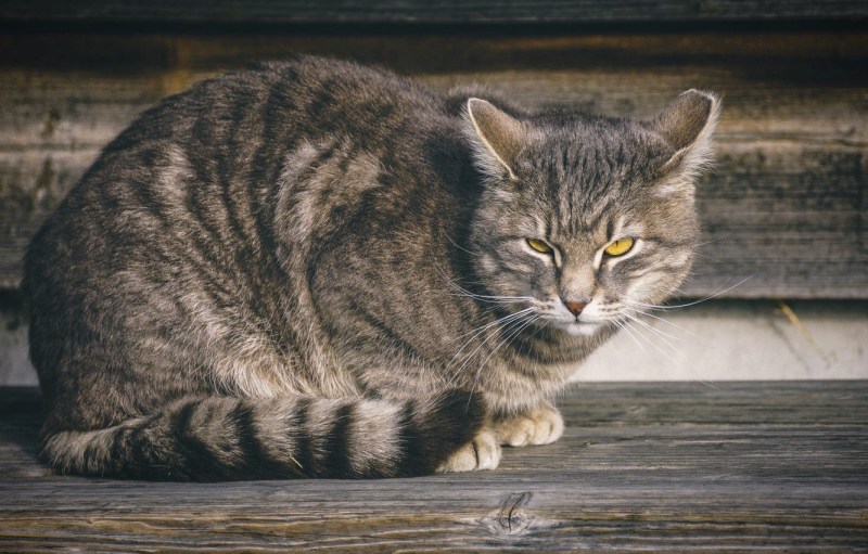 Шартрез кот полосатый