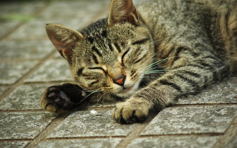 Кошка лежит