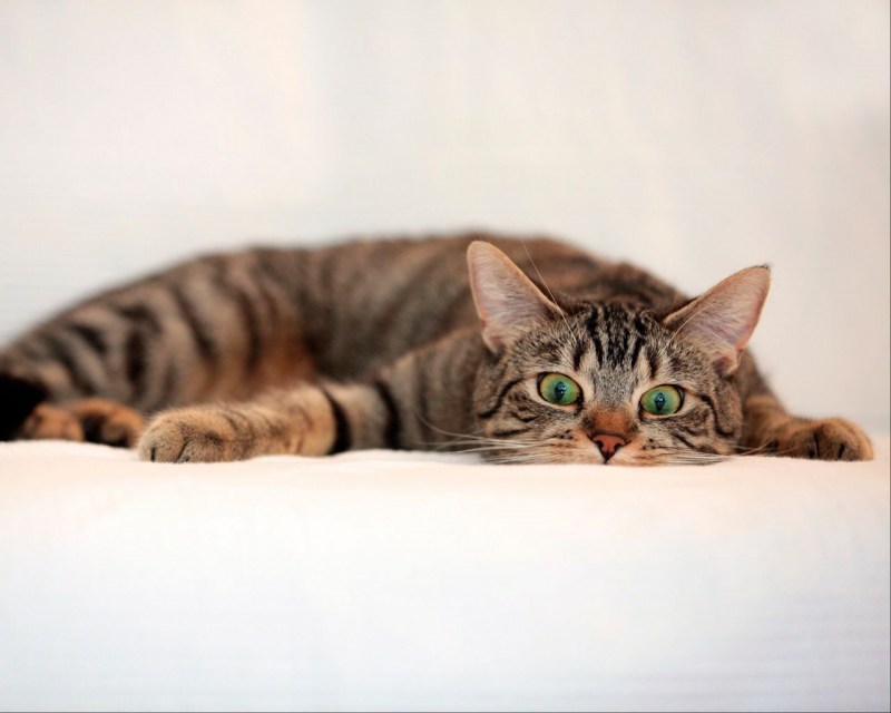 Кошка лежит