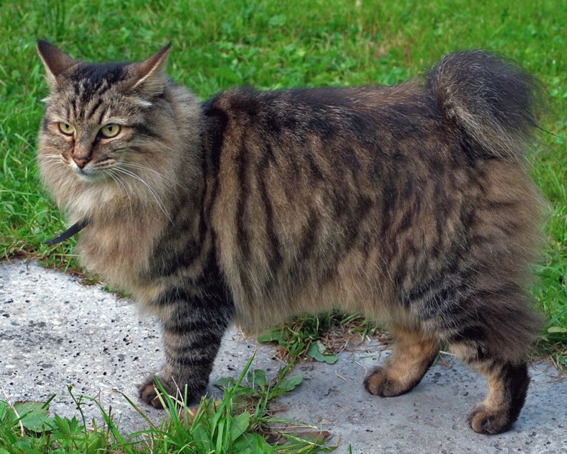 Котики бобтейлы милые