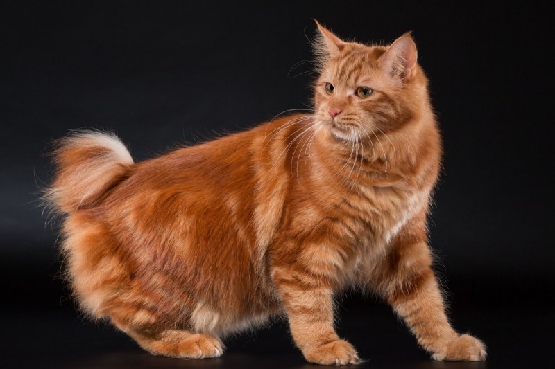 Кот Курильский бобтейл