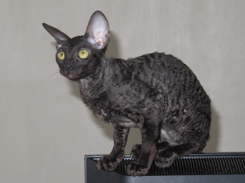 Корниш рекс кошка