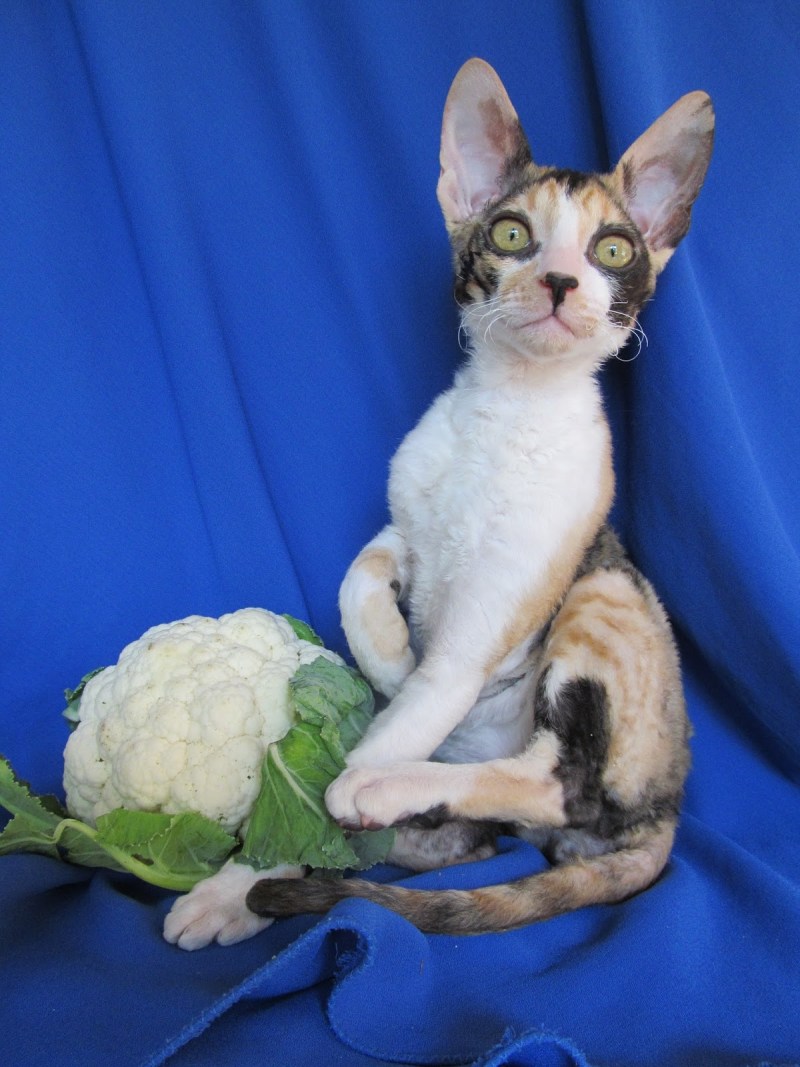 Корниш рекс котята