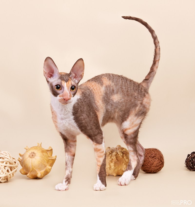 Корниш рекс прививки