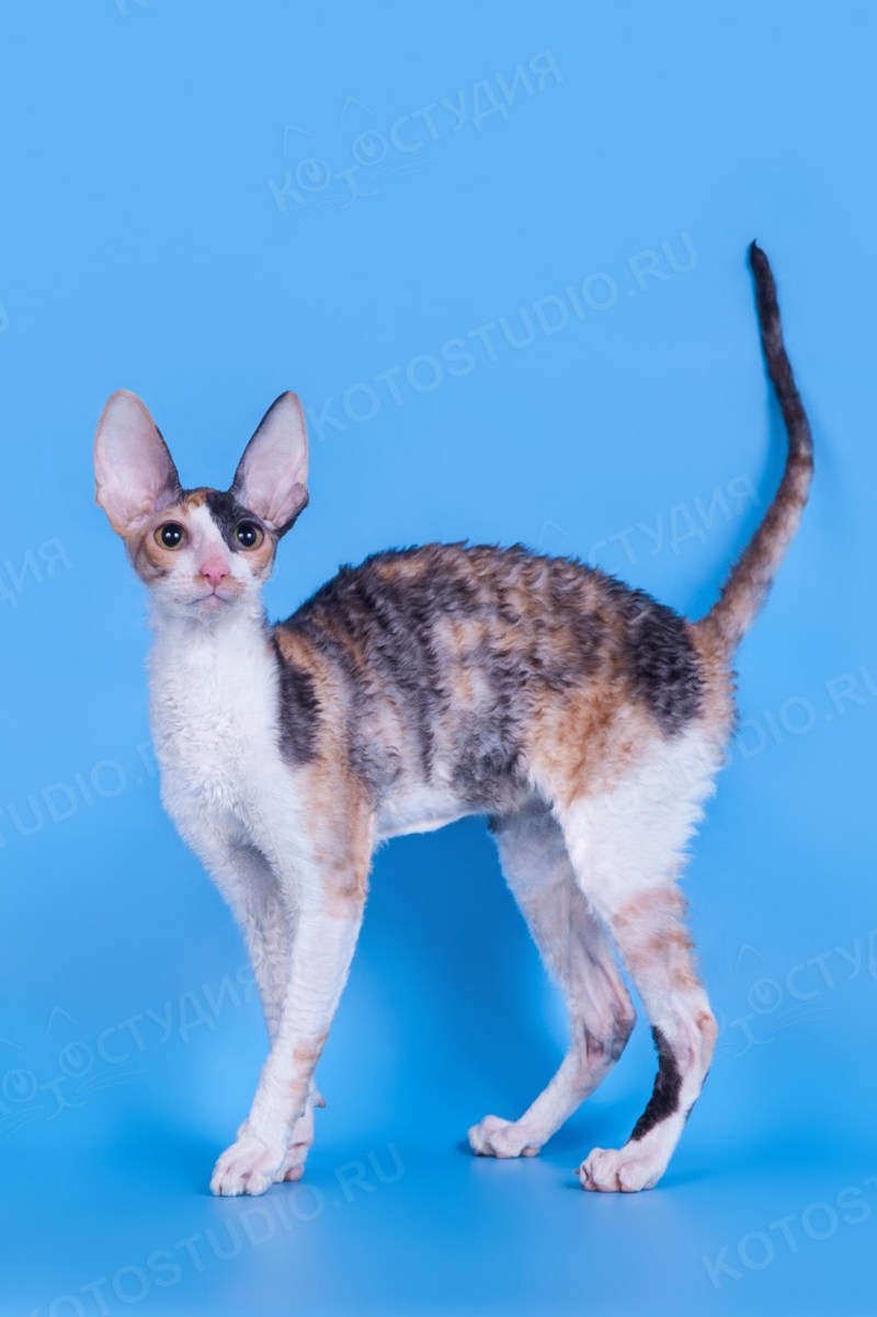 Имя для кота мальчика Корниш рекс