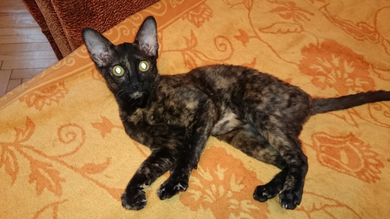 Корниш рекс Cornish Rex черный черепаховый