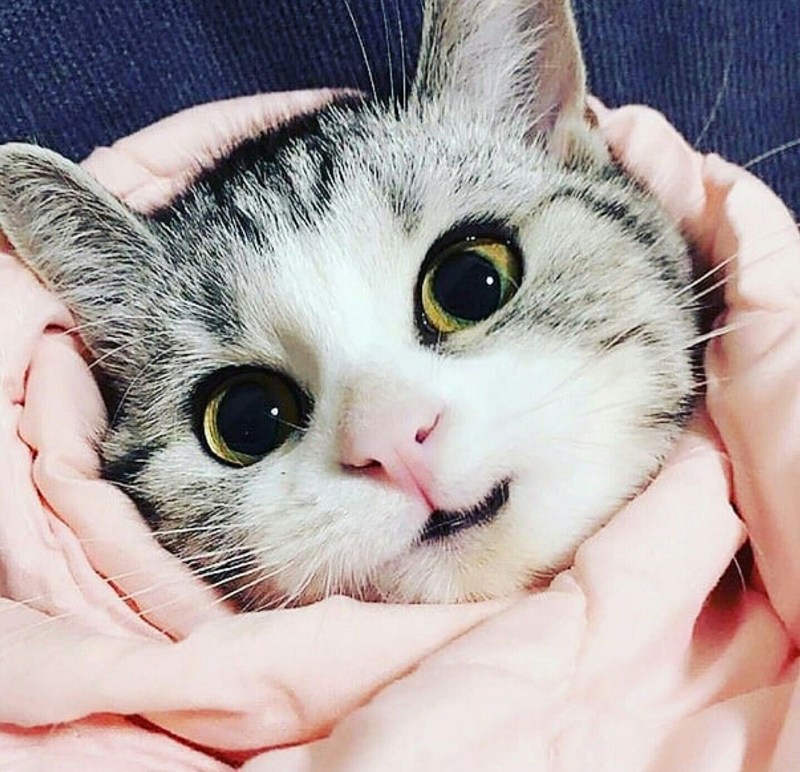 Милые коты
