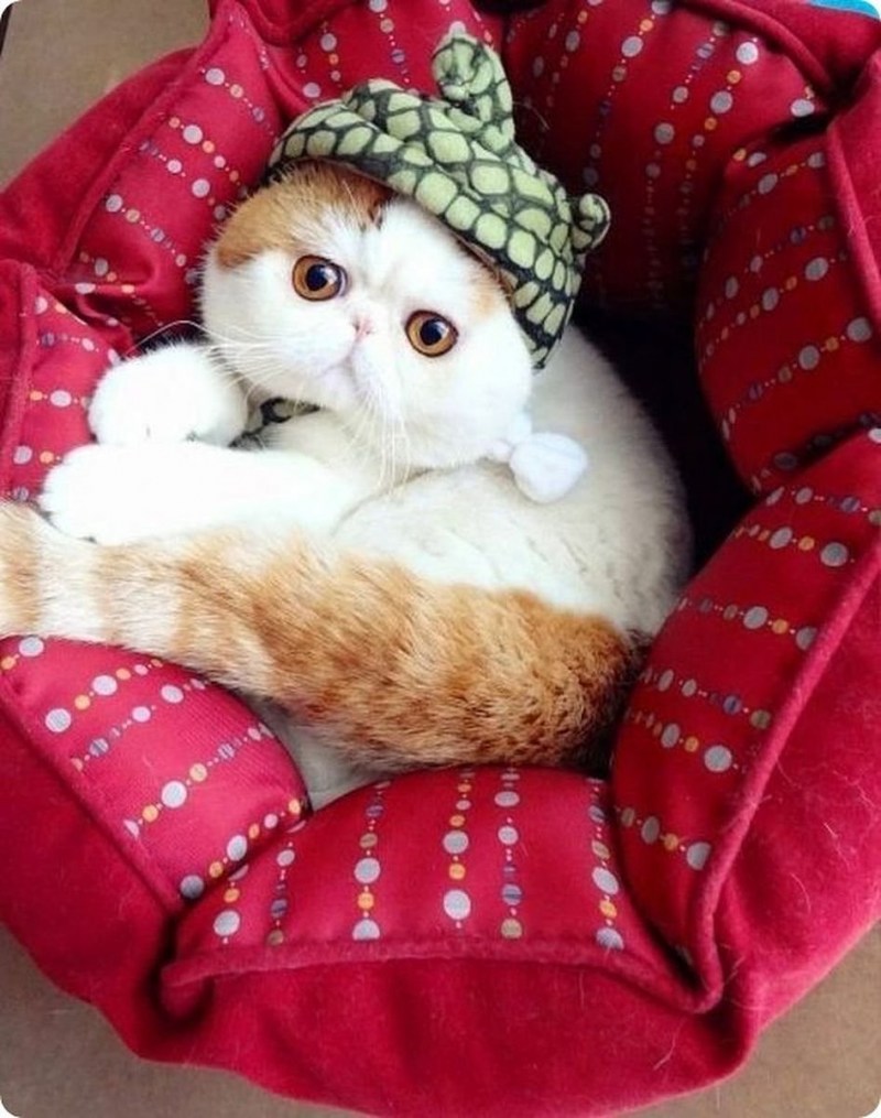 Кошка Снупи
