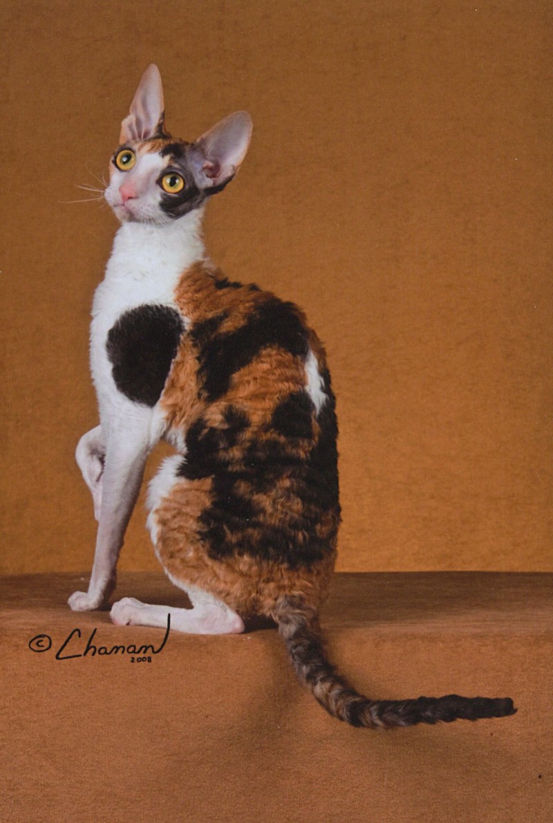 Корниш рекс Калико