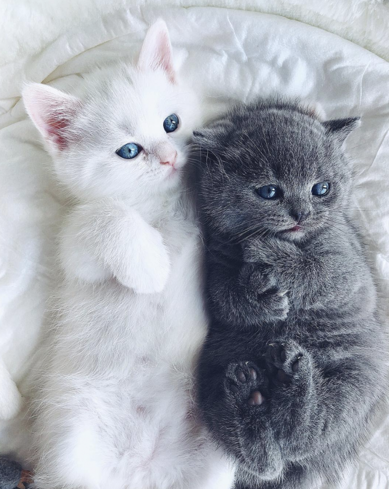 Хорошенький котенок
