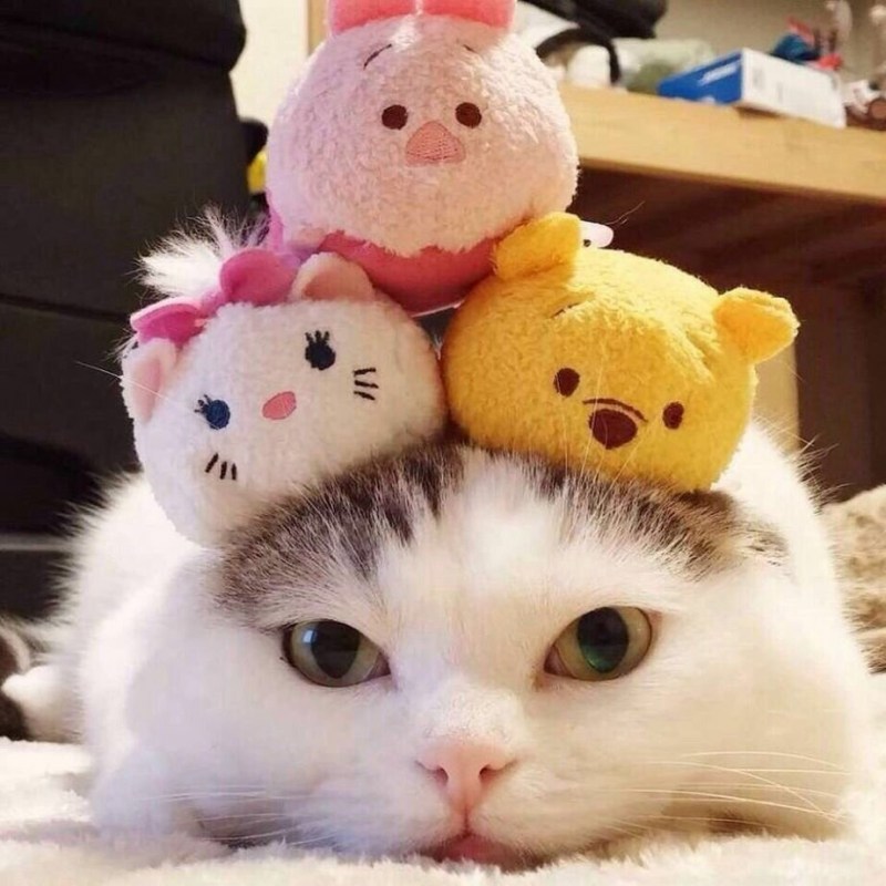 Милый котик