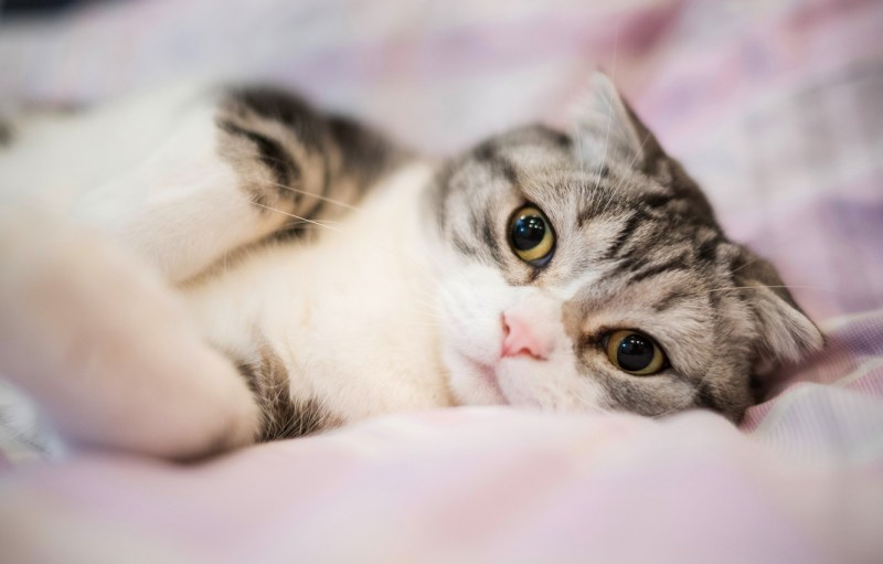 Мыло котик