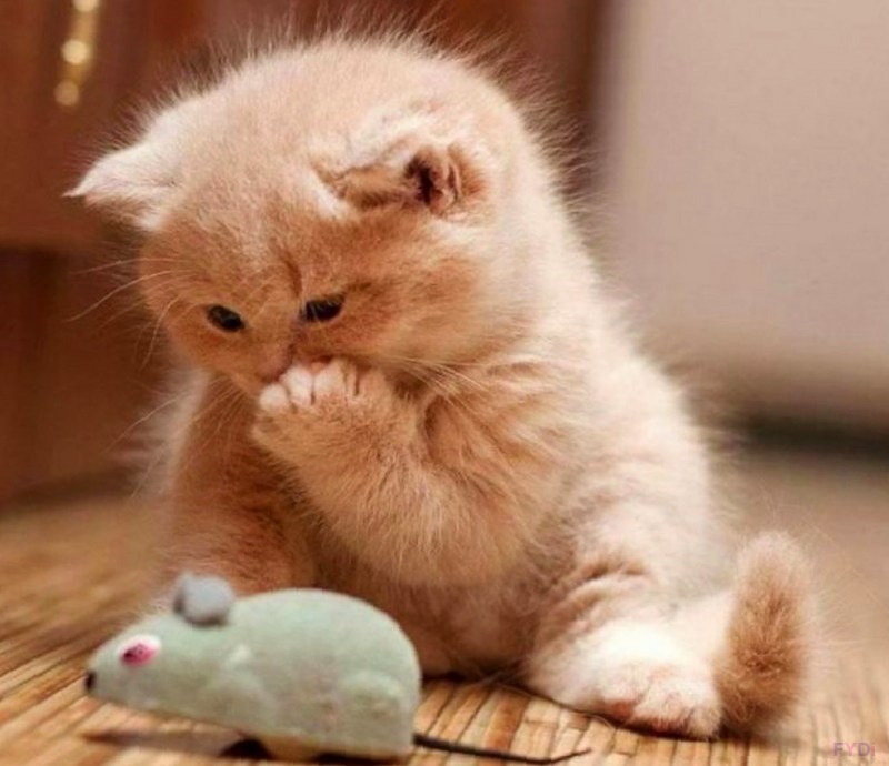 Котята милота
