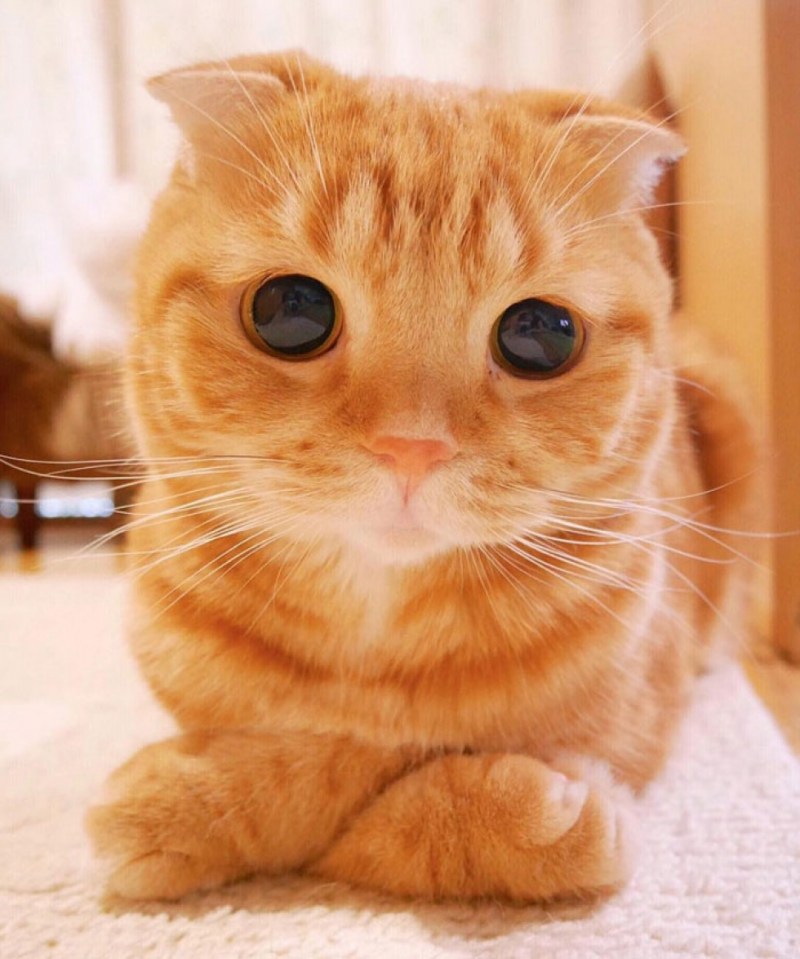 Милый кот