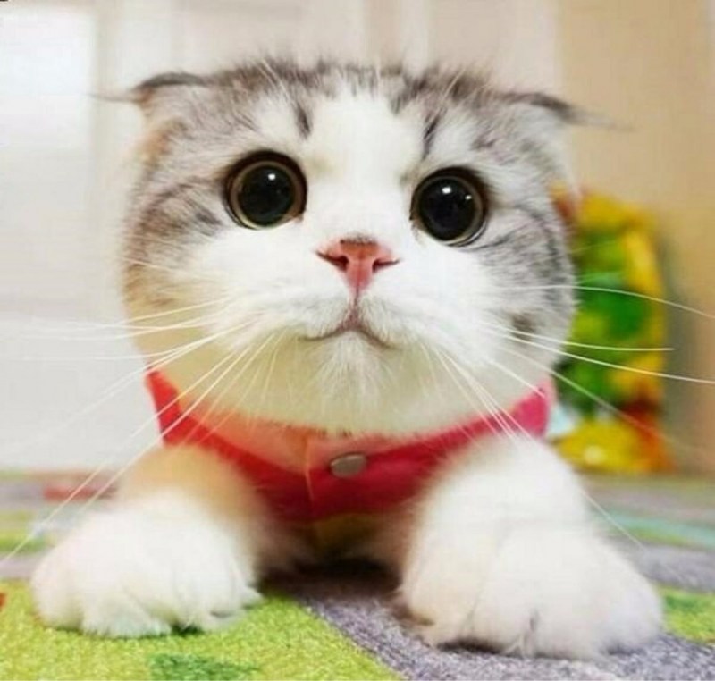 Няшный котик