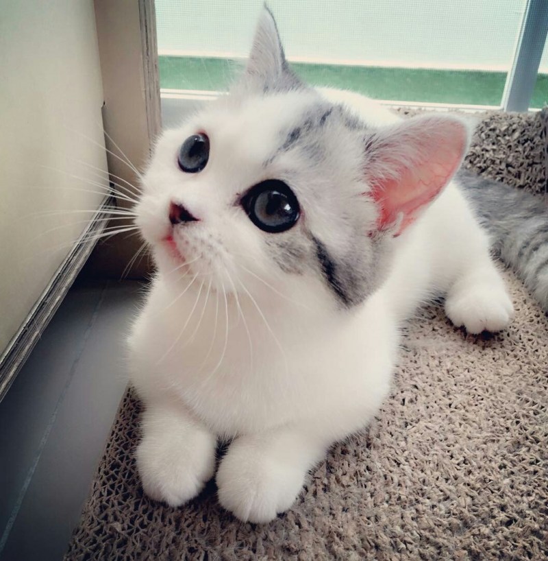 Милый кот