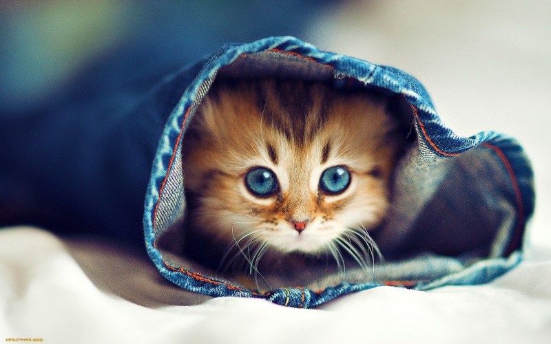 Милые котятки