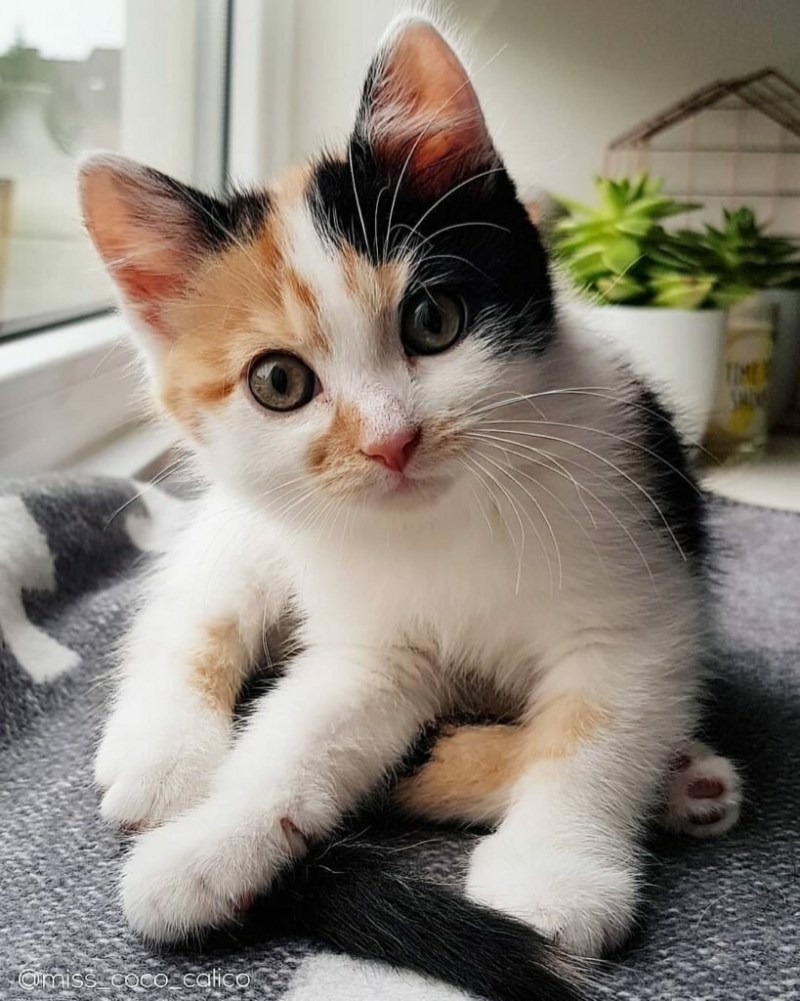 Милые кошечки