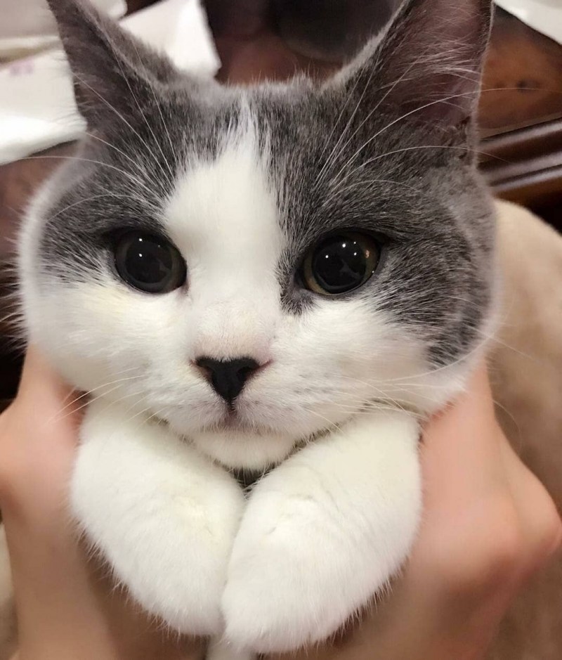 Няшные котики