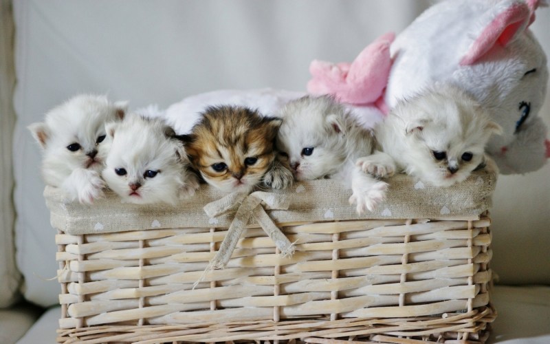 Красивые котятки