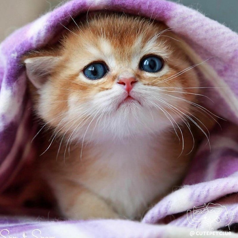 Милый котенок