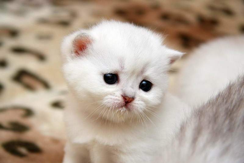 Самые милые котята