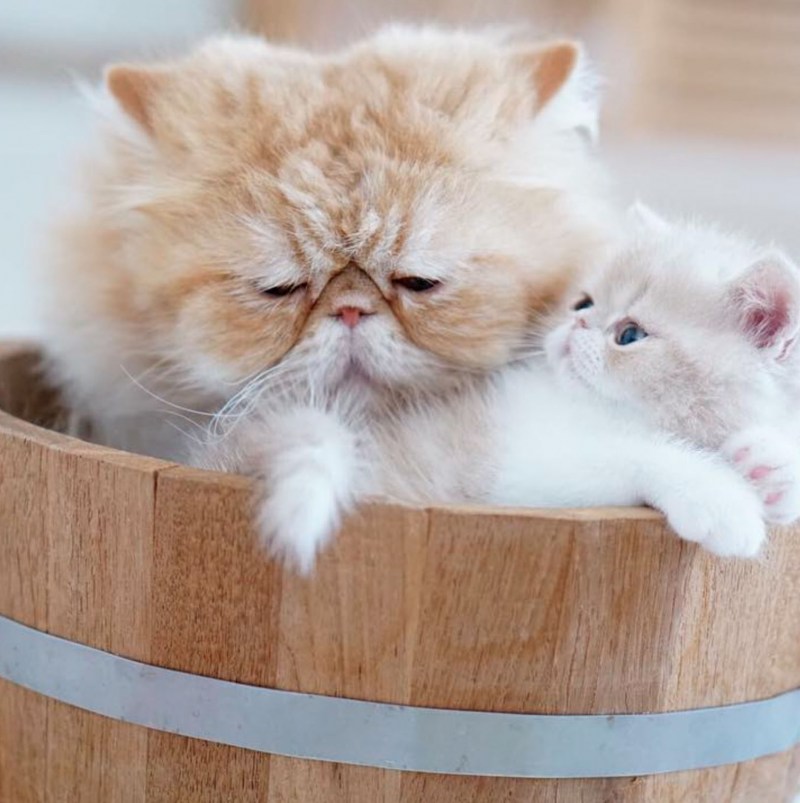 Милые котёнки
