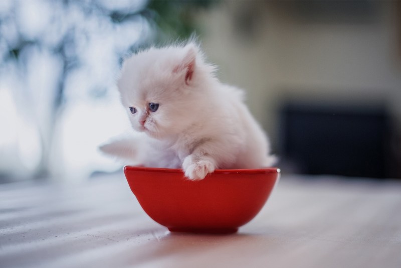 Маленький котенок