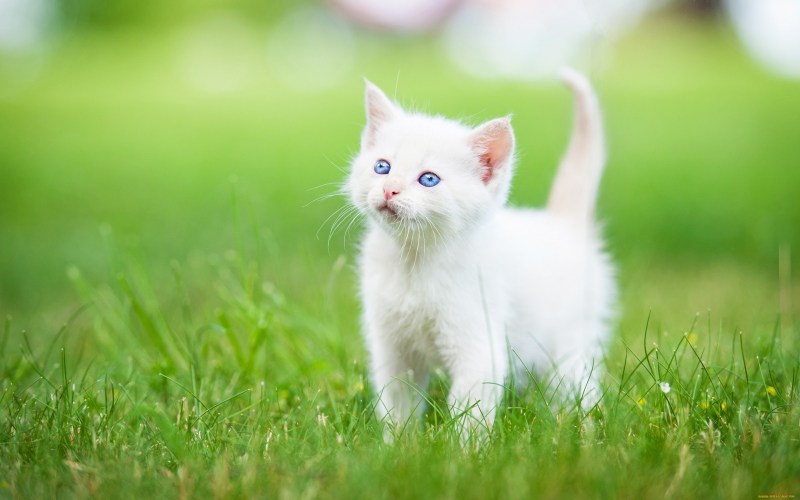 Красивые котята