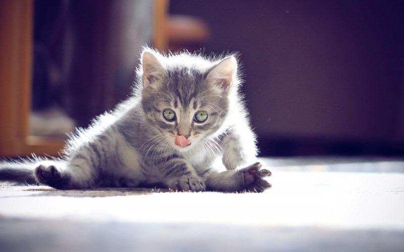 Маленький котенок