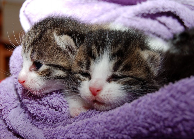 Маленькие котики