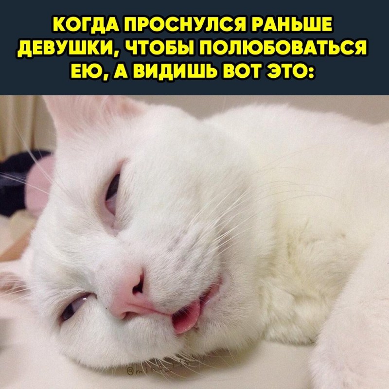 Сонный кот