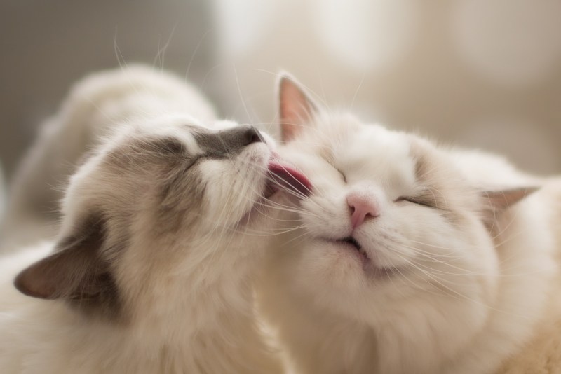 Нежные кошки