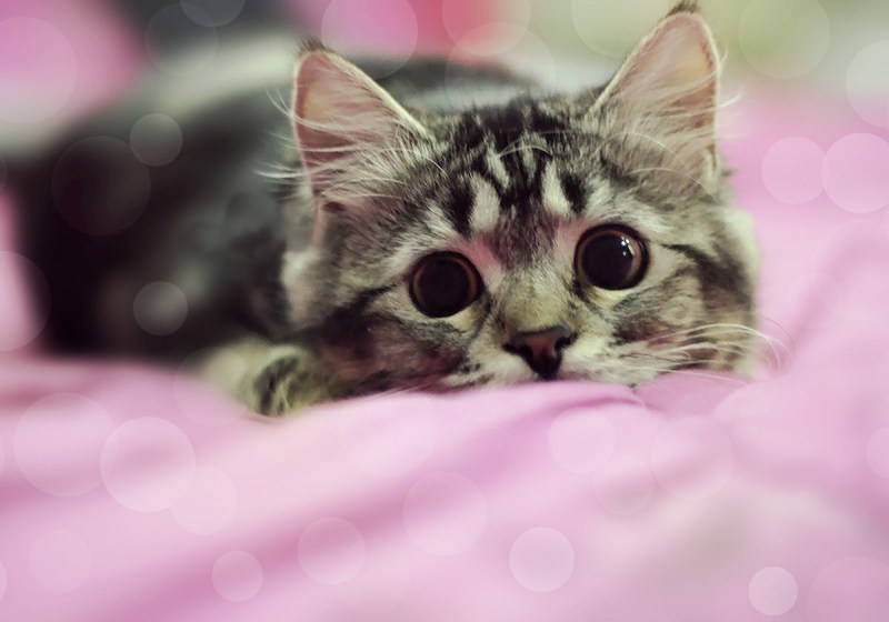 Милая кошка