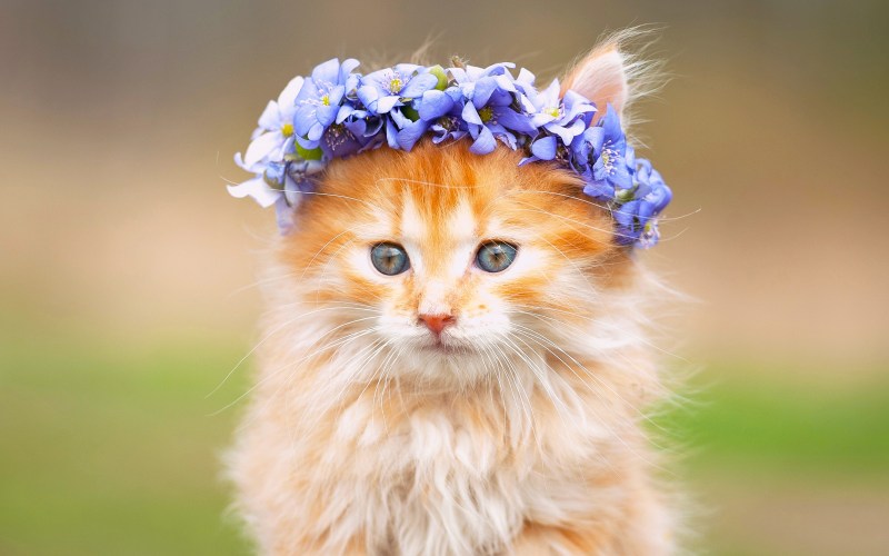 Красивые кошечки