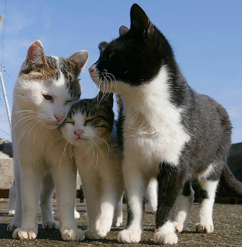 Семья котят