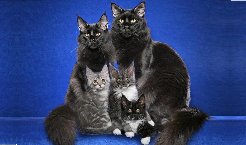 Кот и кошка Мейн кун