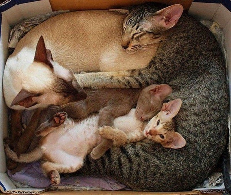 Котята с родителями