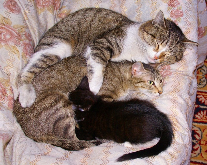 Кошка мама папа