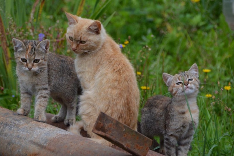 Семья с котом