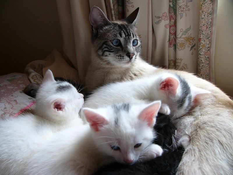 Красивая семья кошек